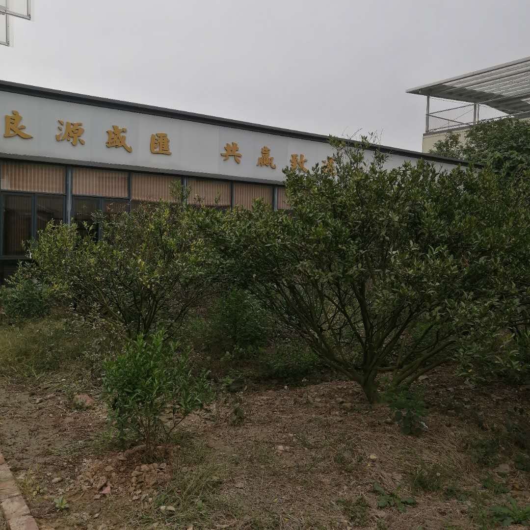 主体照片 2