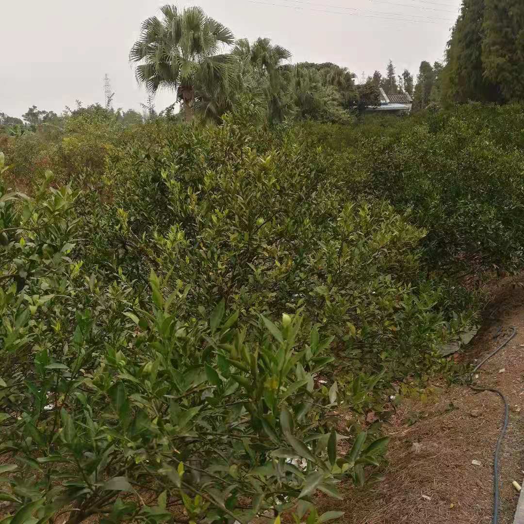 主体照片 3