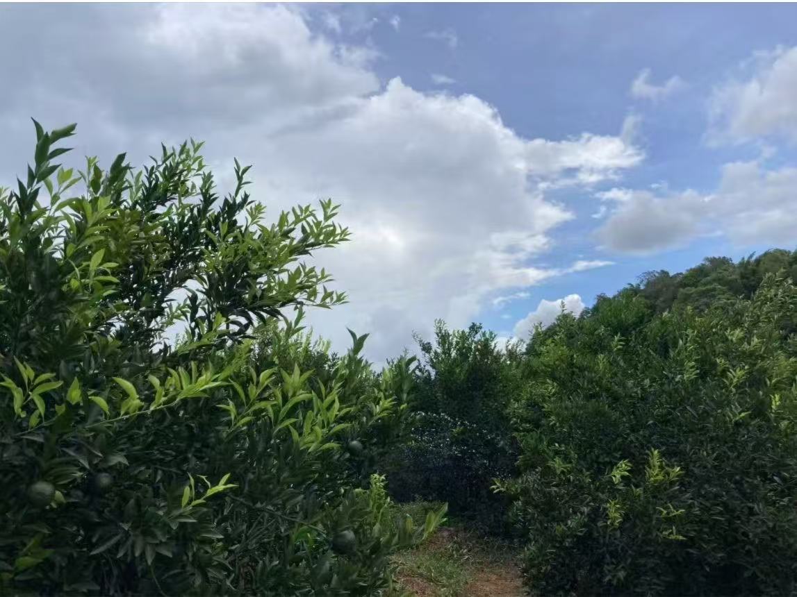 主体照片 3