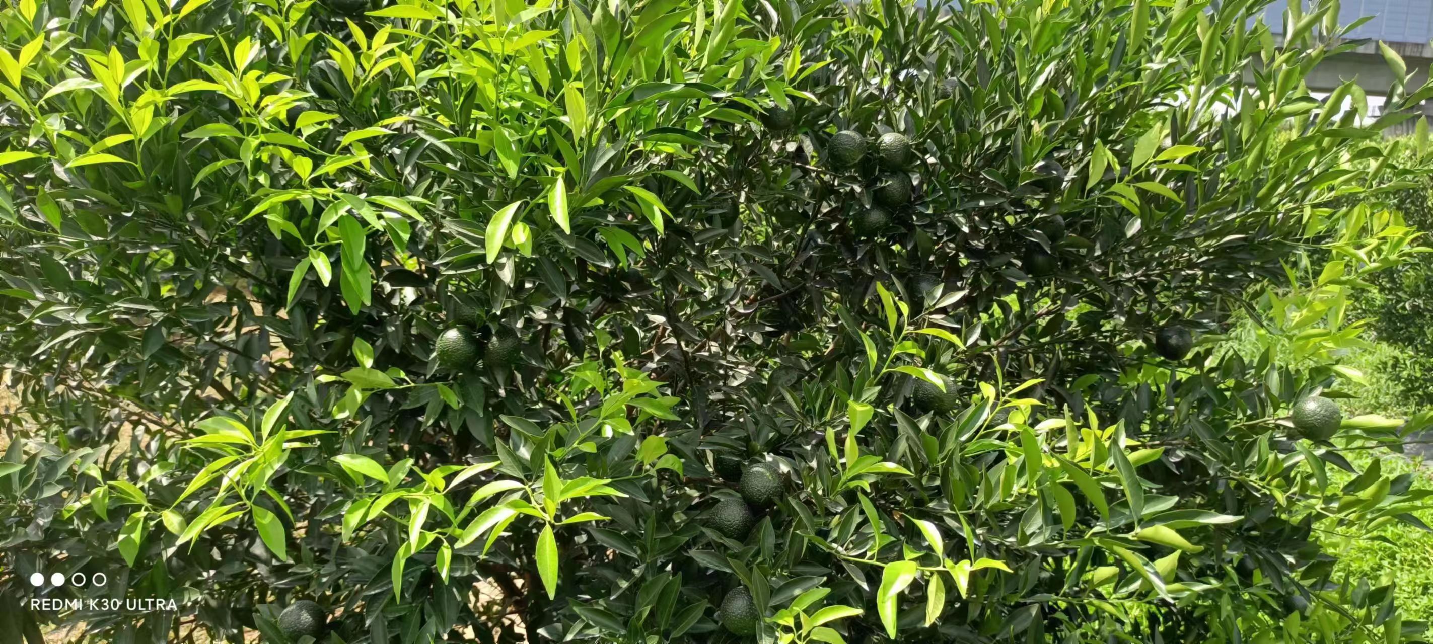 主体照片 8