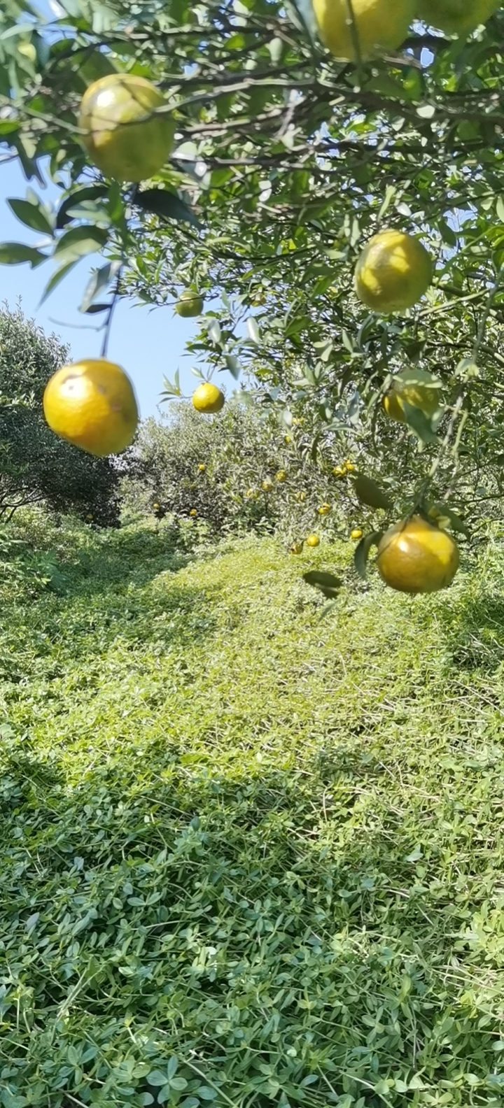 主体照片 4