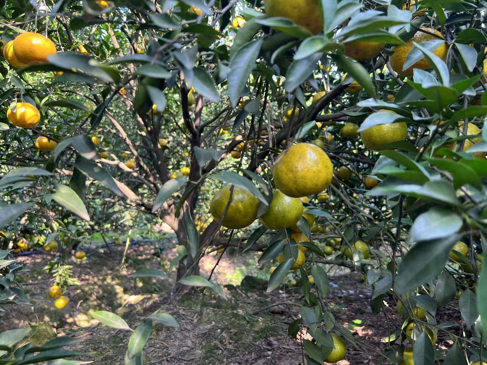主体照片 6