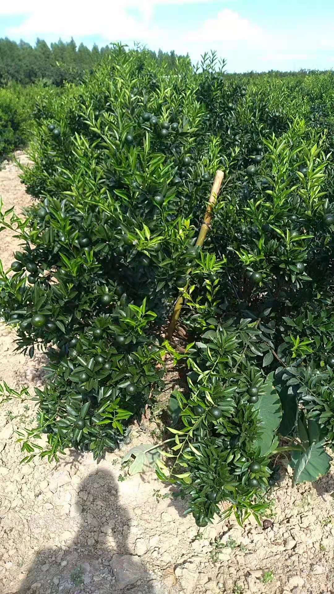 主体照片 3