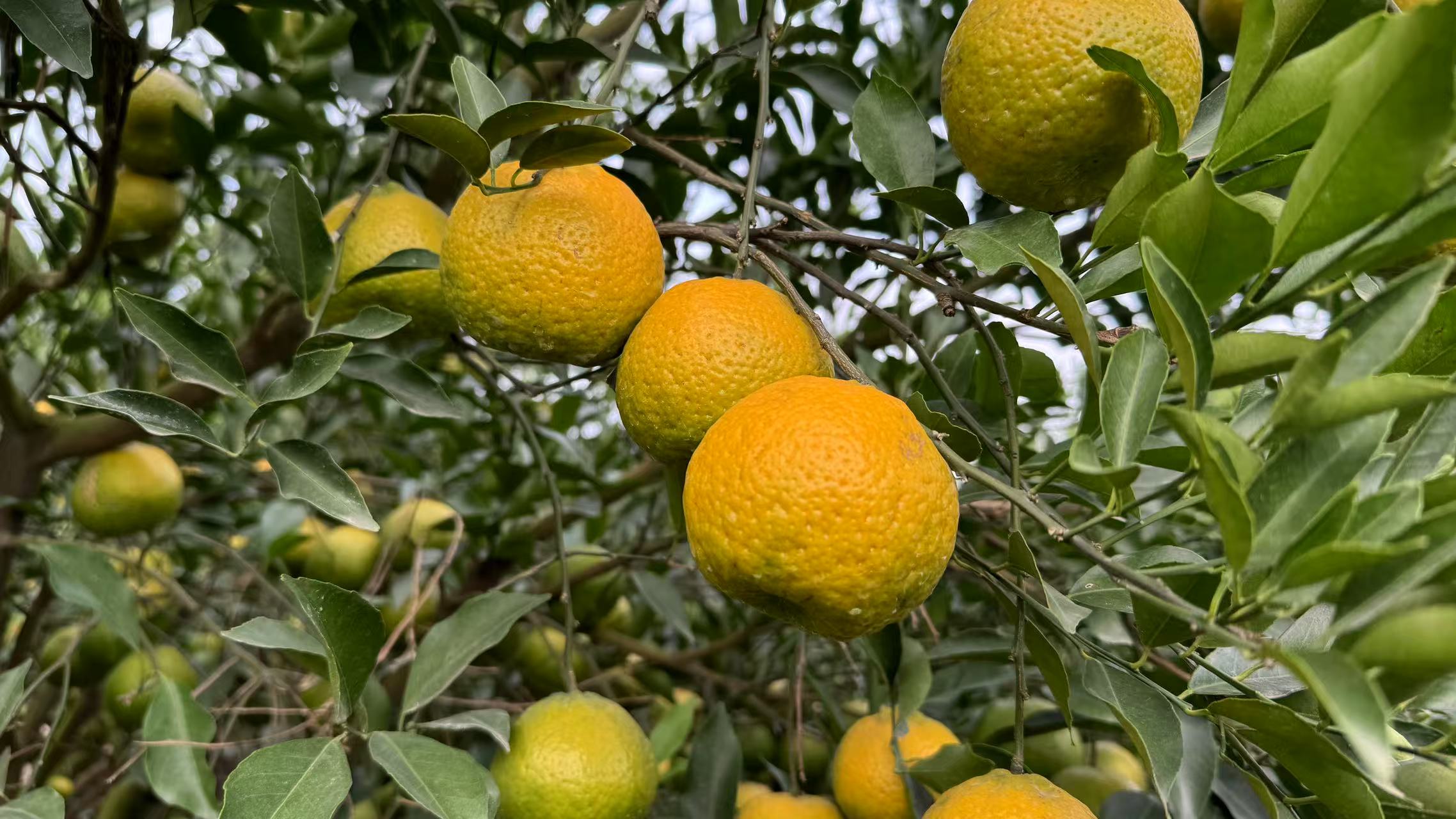主体照片 5