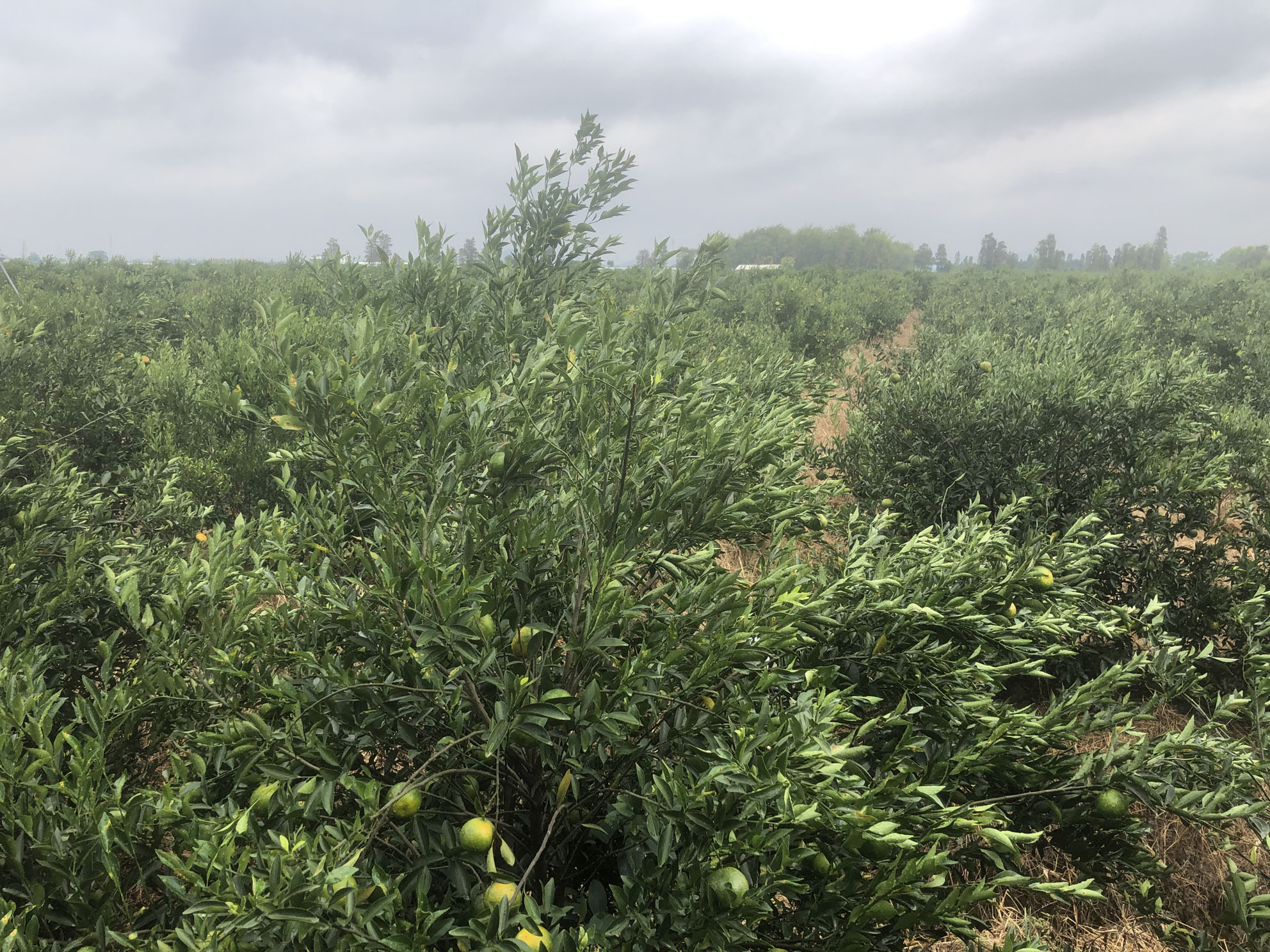 主体照片 9