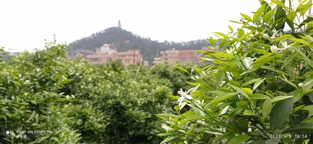 主体照片 7