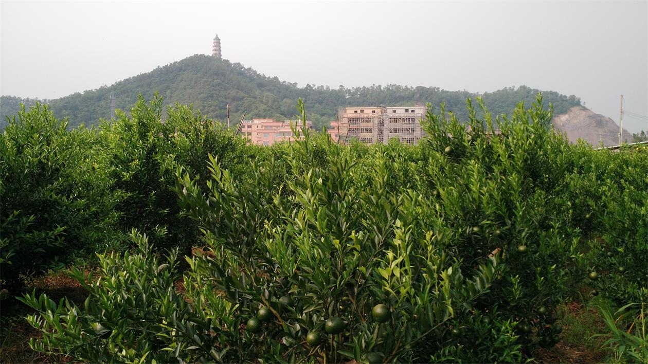 主体照片 8