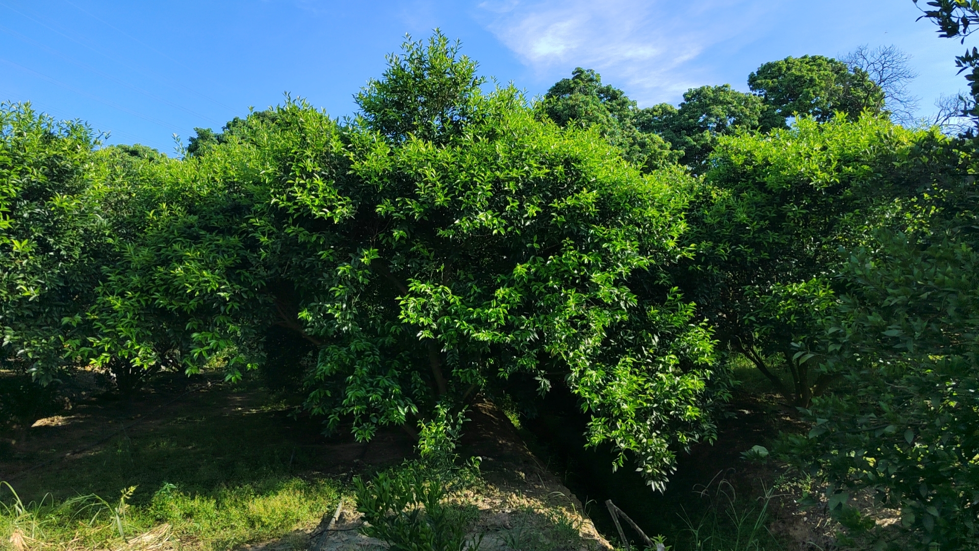 主体照片 6