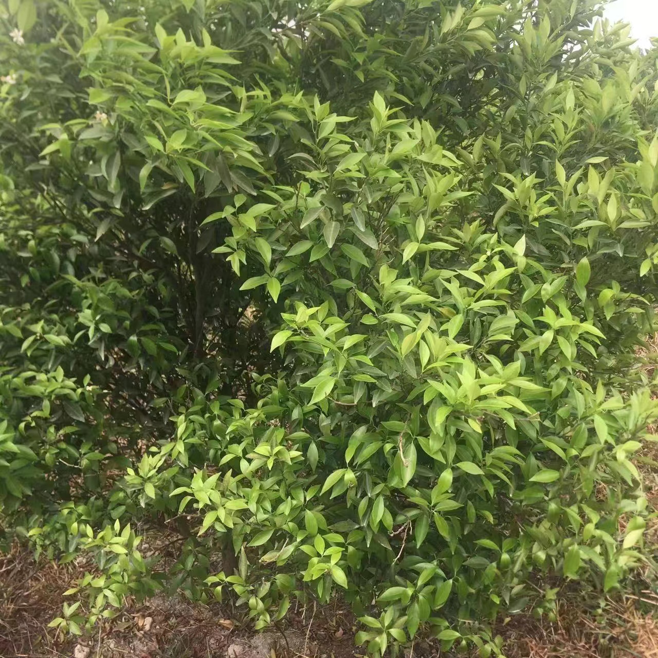 主体照片 6