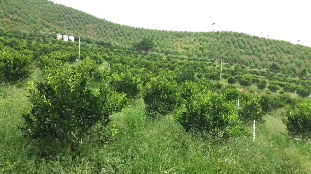 主体照片 3