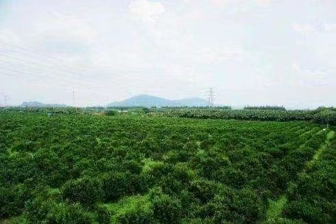 主体照片 3