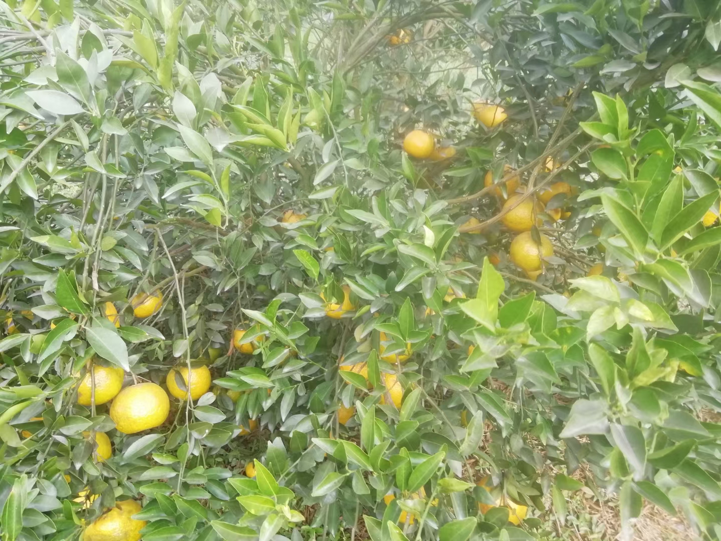 主体照片 2