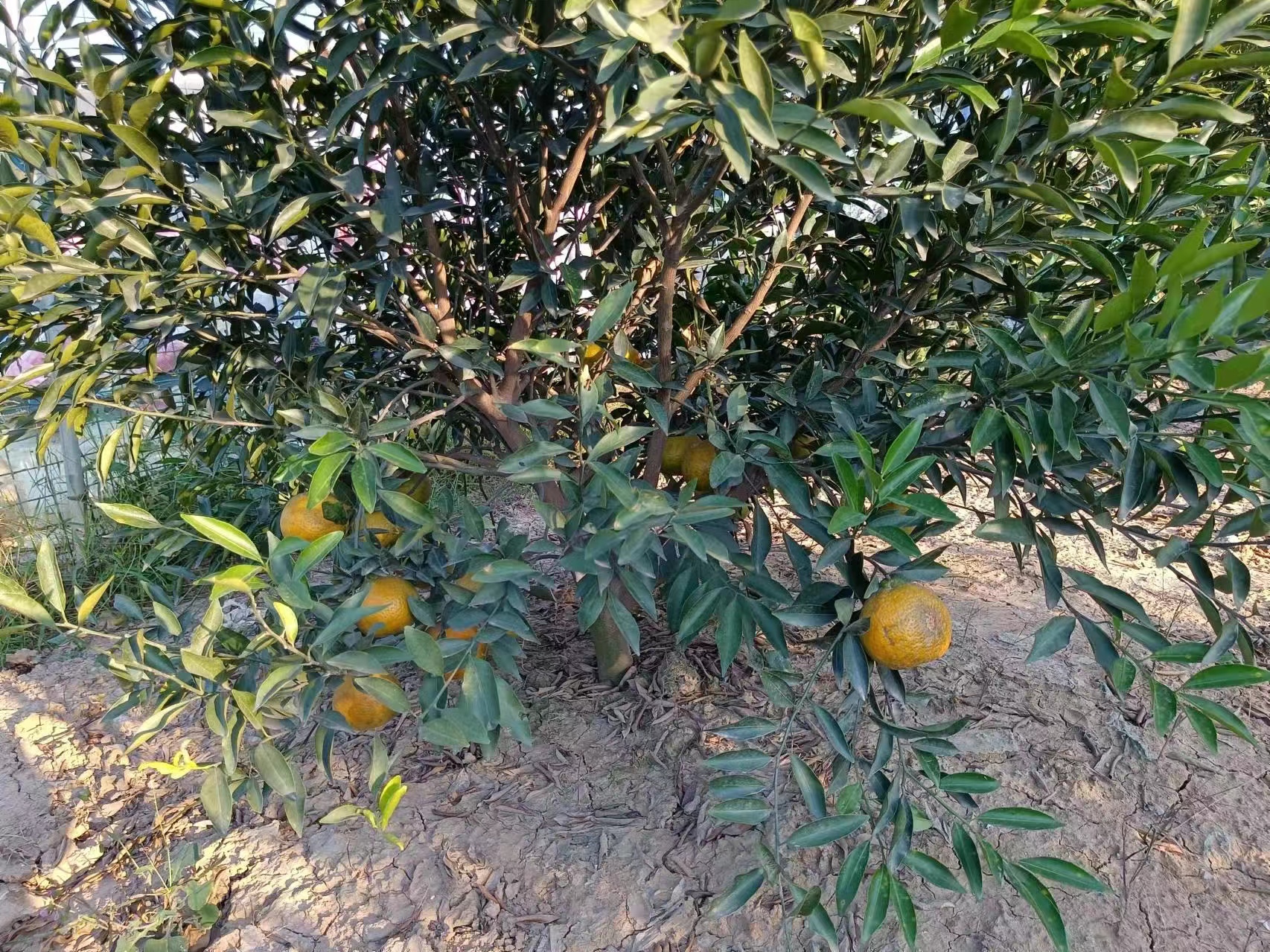 主体照片 2