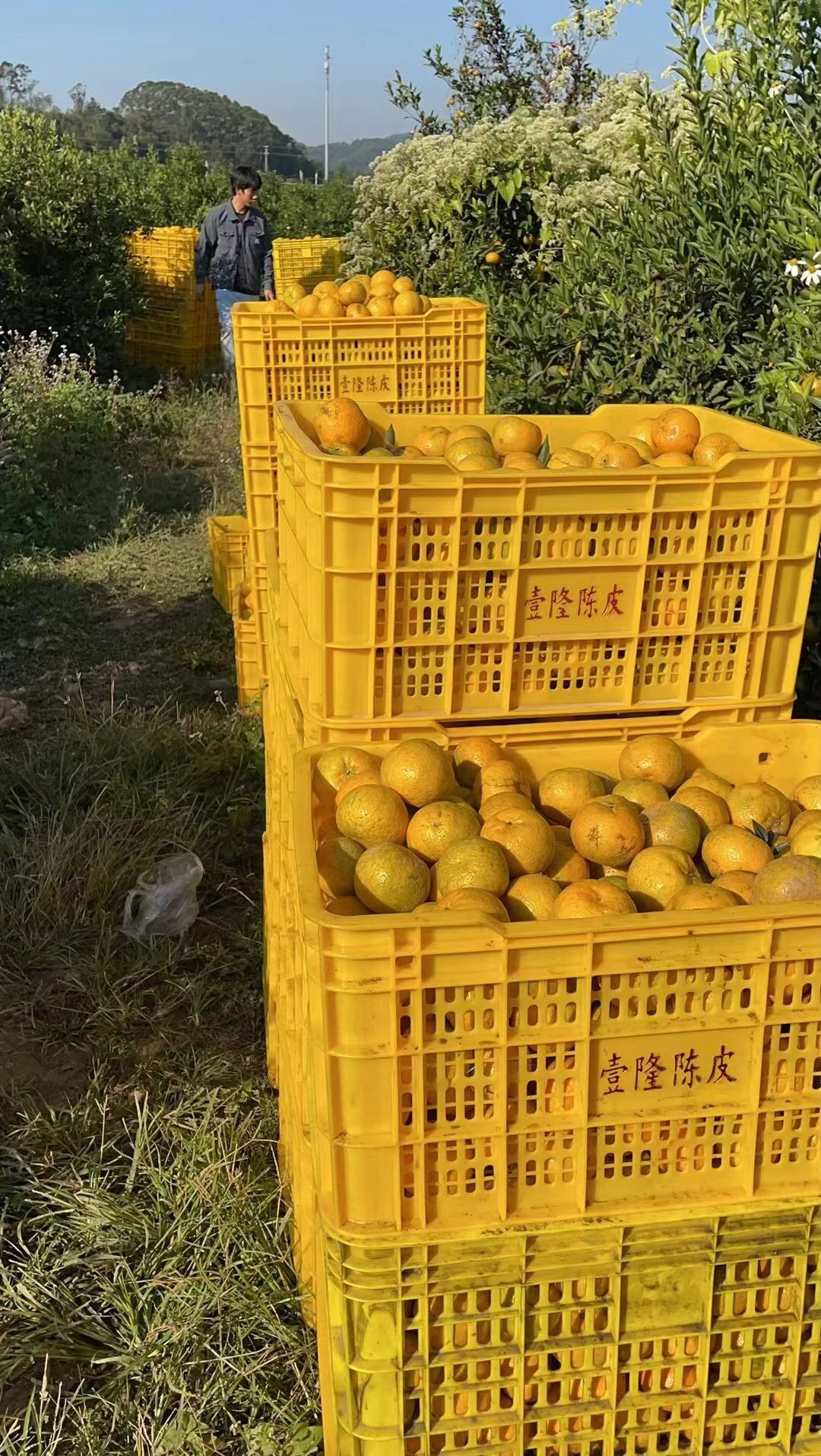 主体照片 5