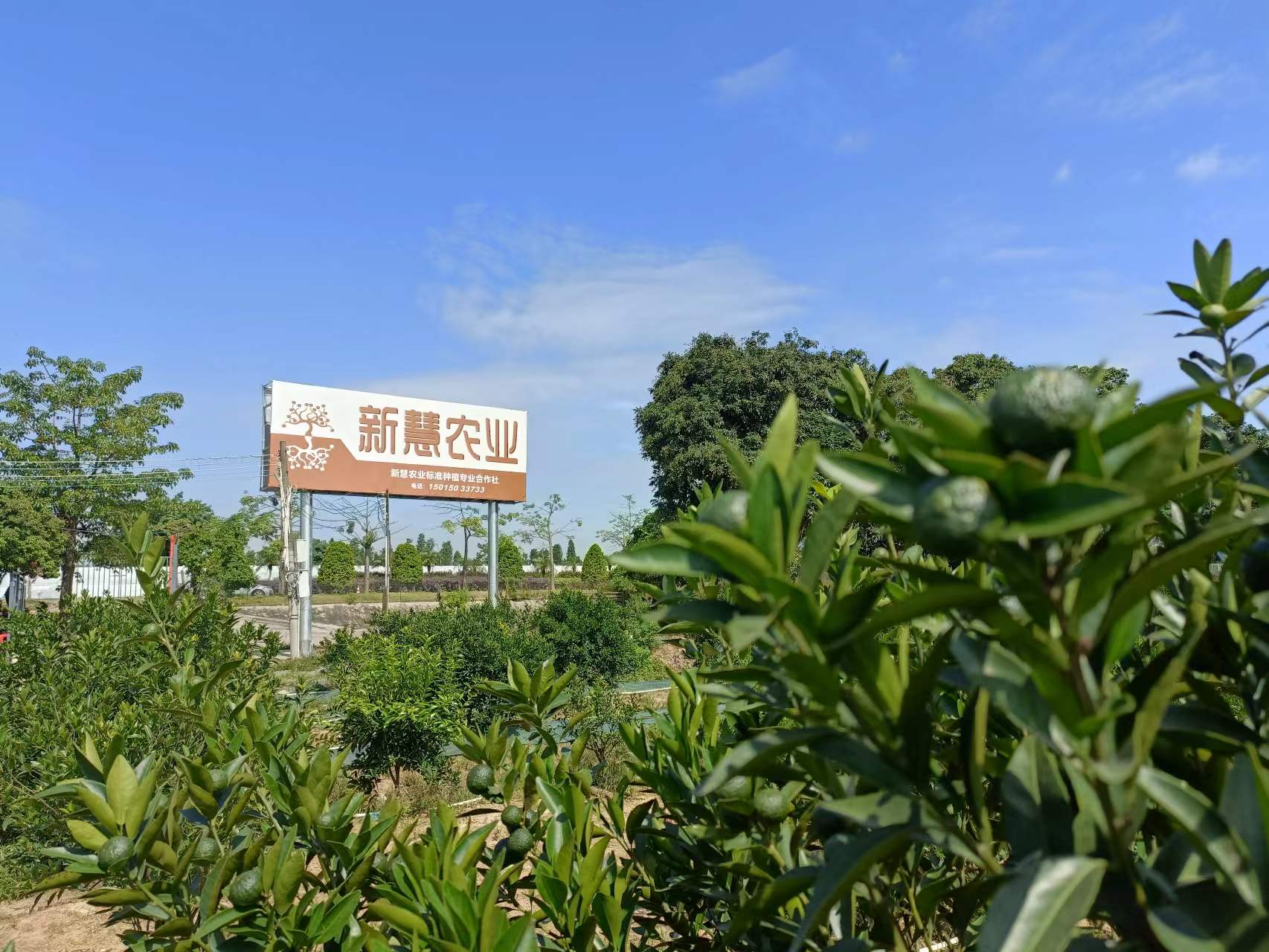 主体照片 4