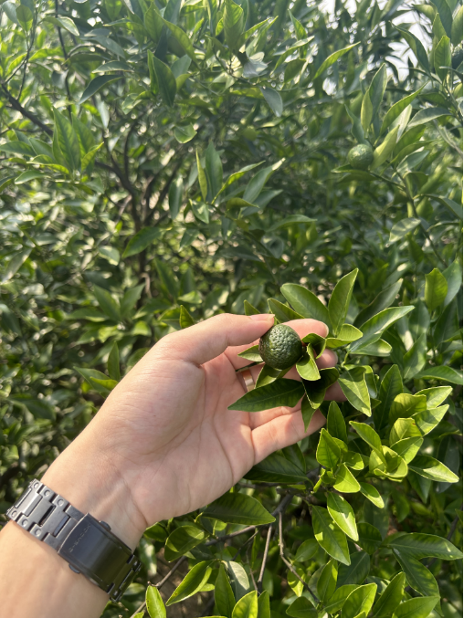 主体照片 4