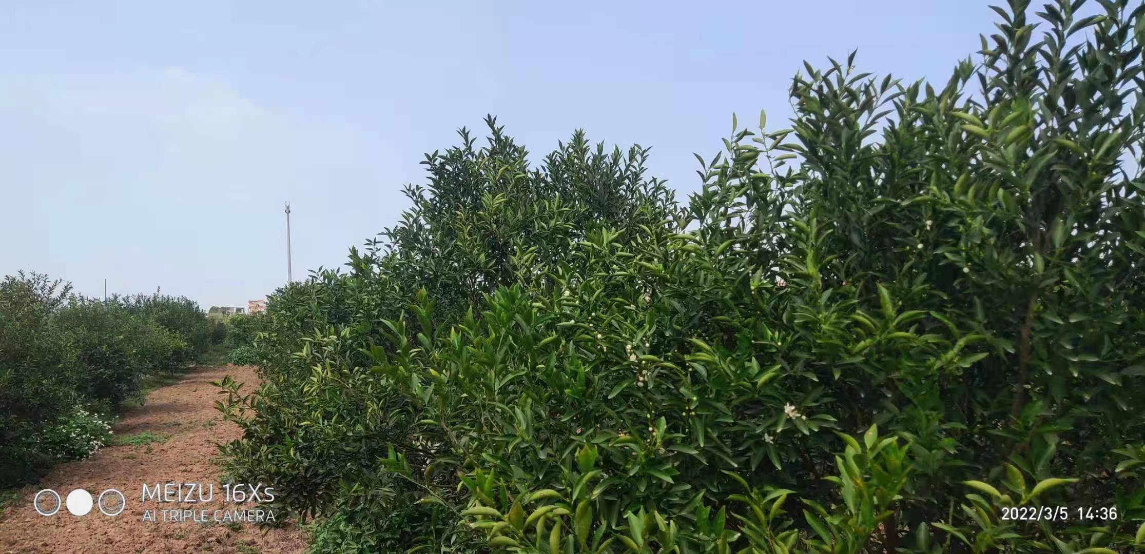 主体照片 3