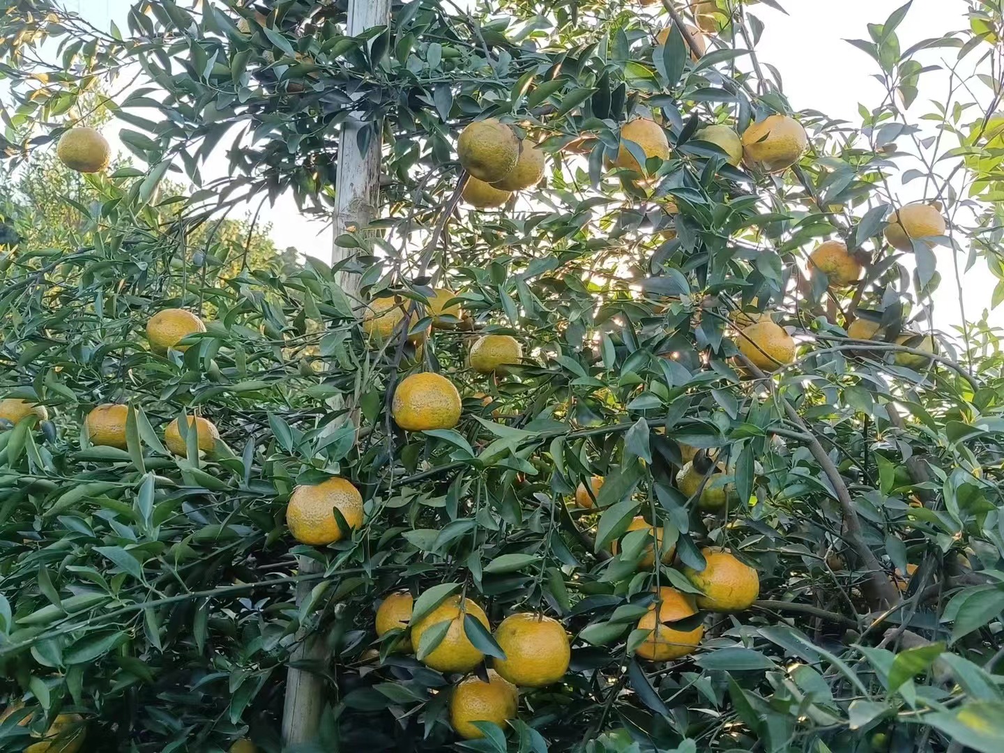 主体照片 5