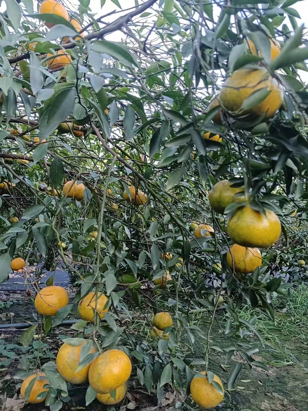 主体照片 6