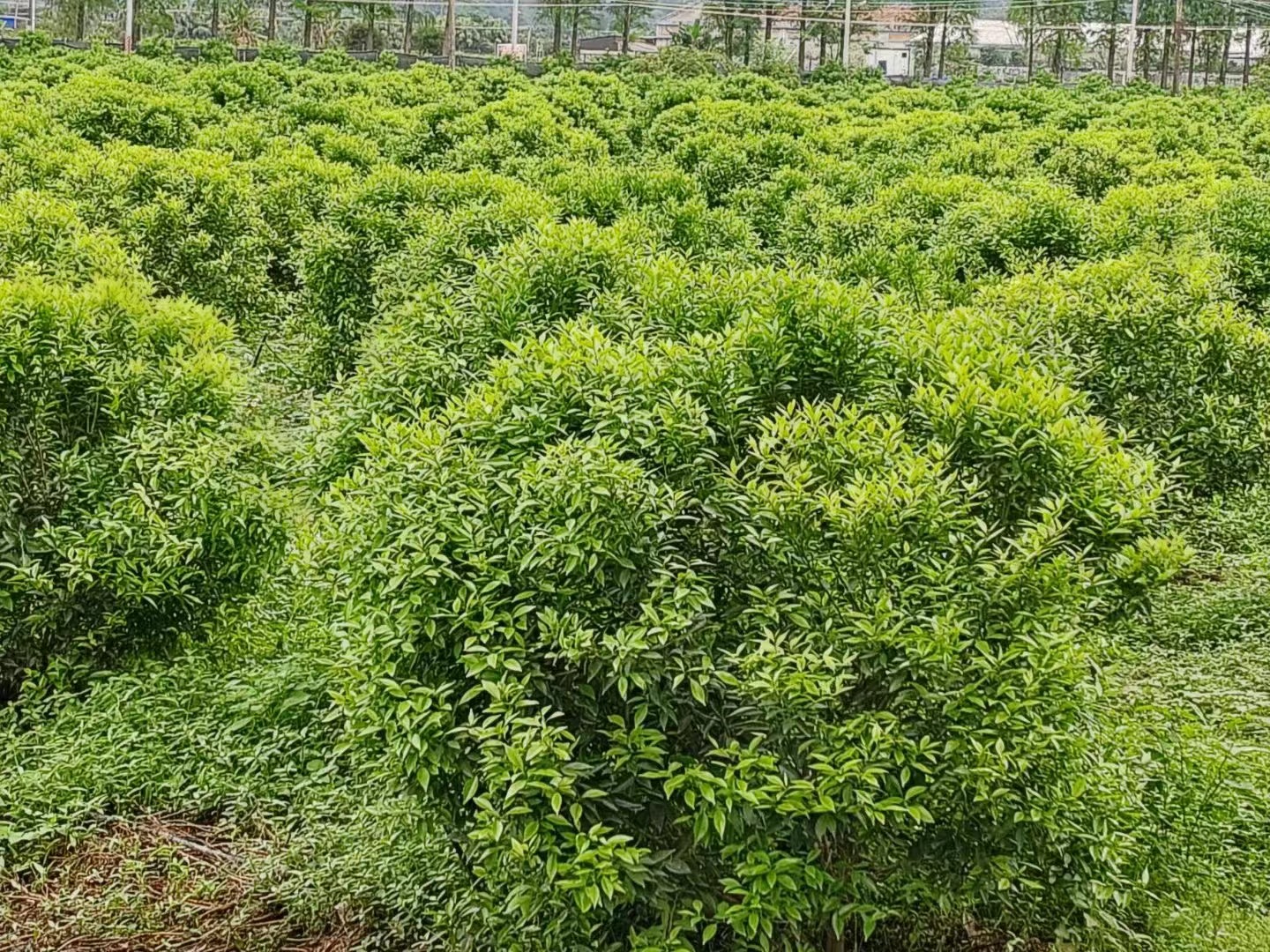 主体照片 7