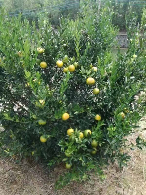 主体照片 4