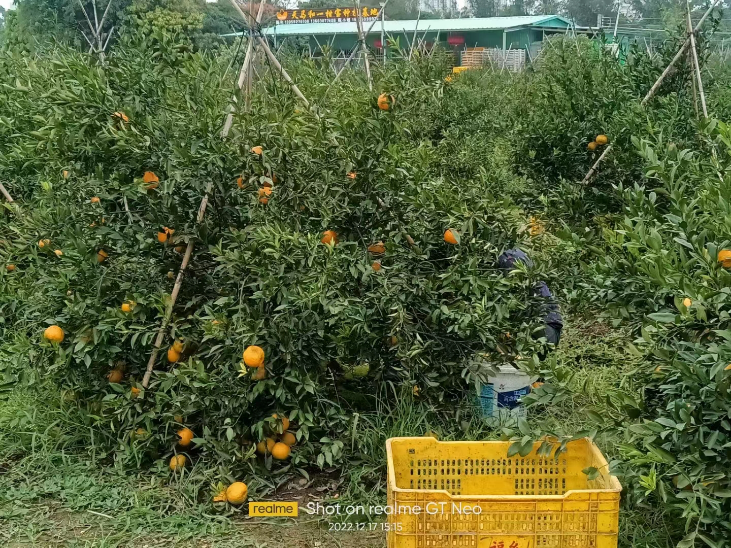 主体照片 3