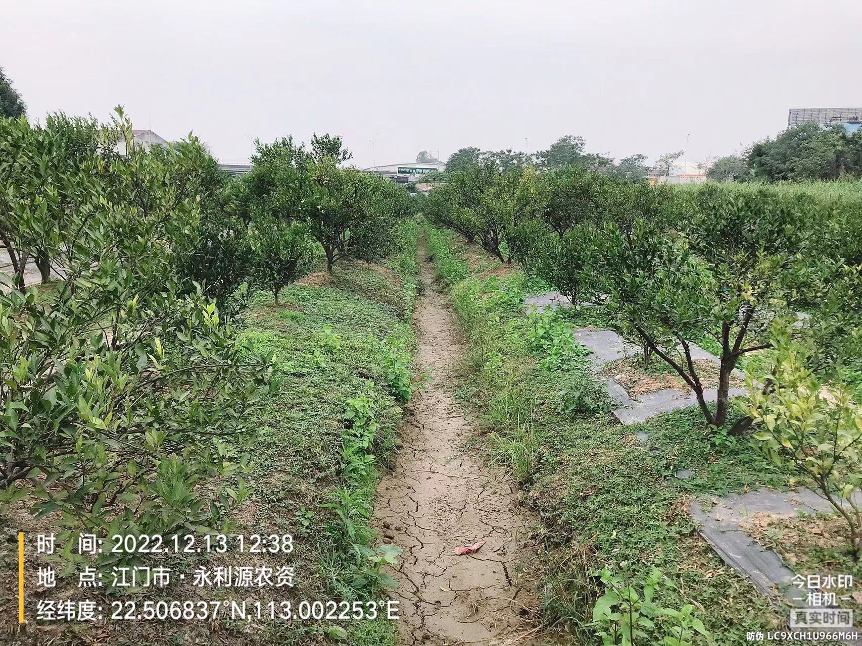 主体照片 2