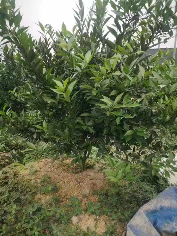 主体照片 4