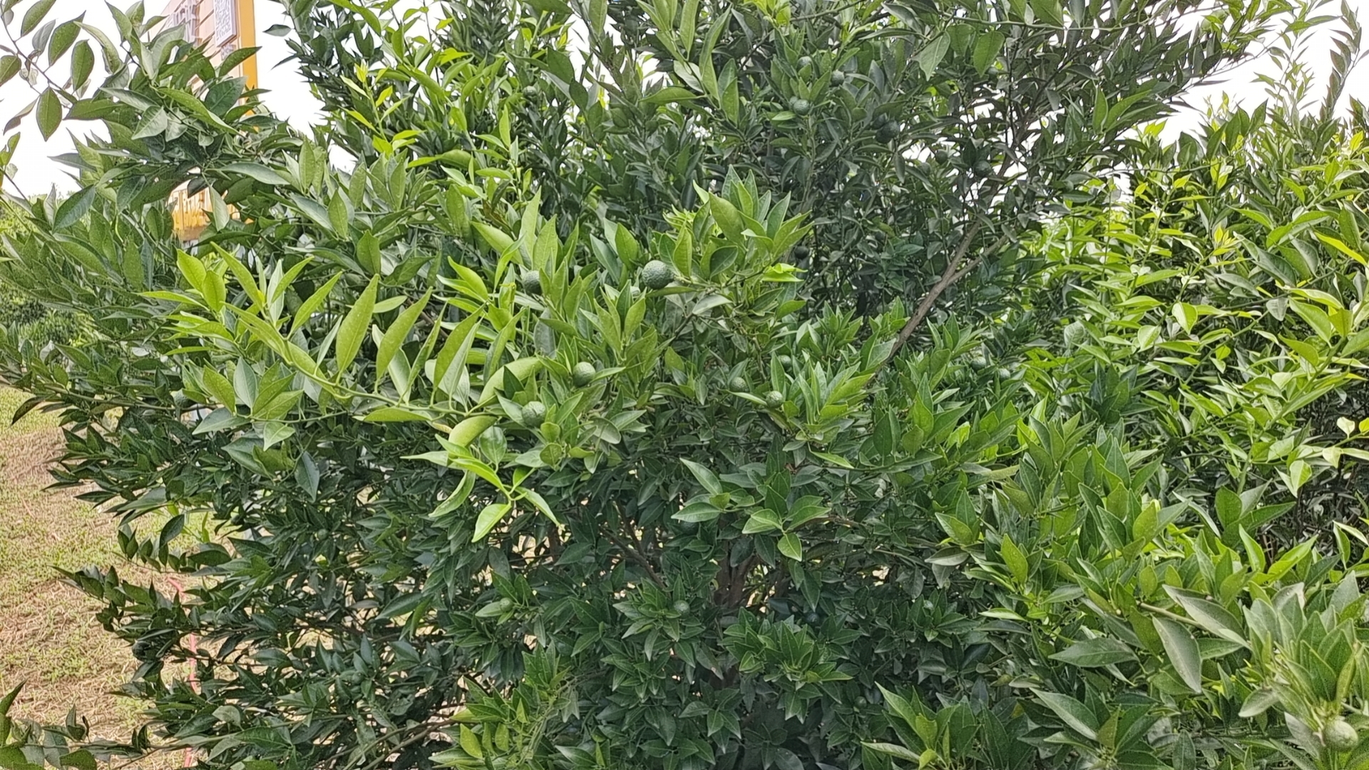 主体照片 5