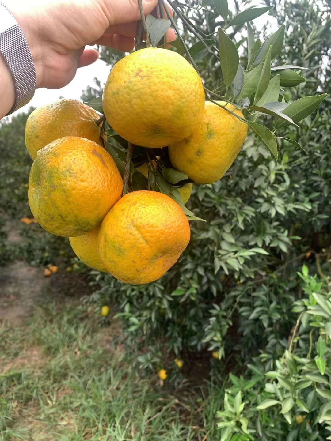 主体照片 6