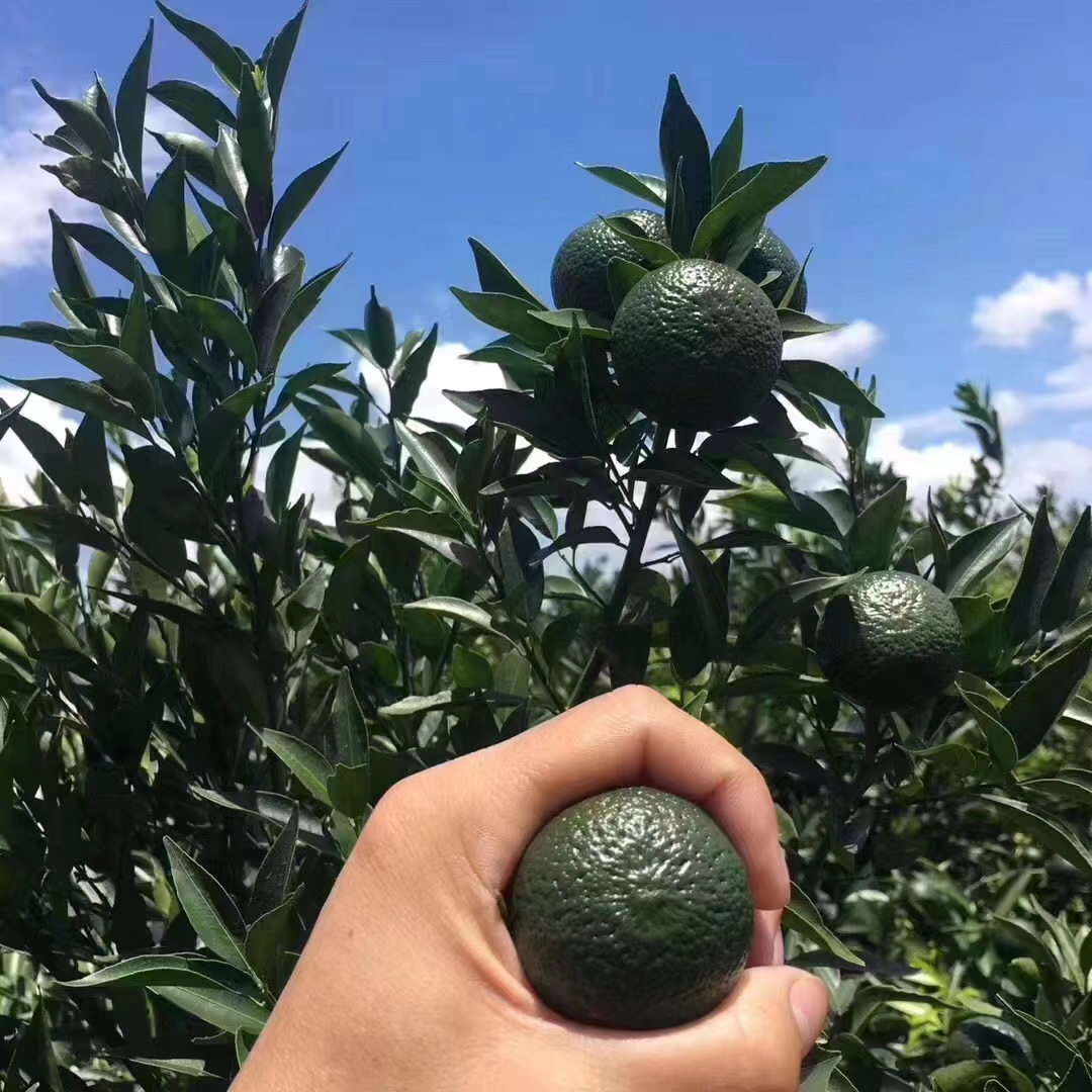 主体照片 5