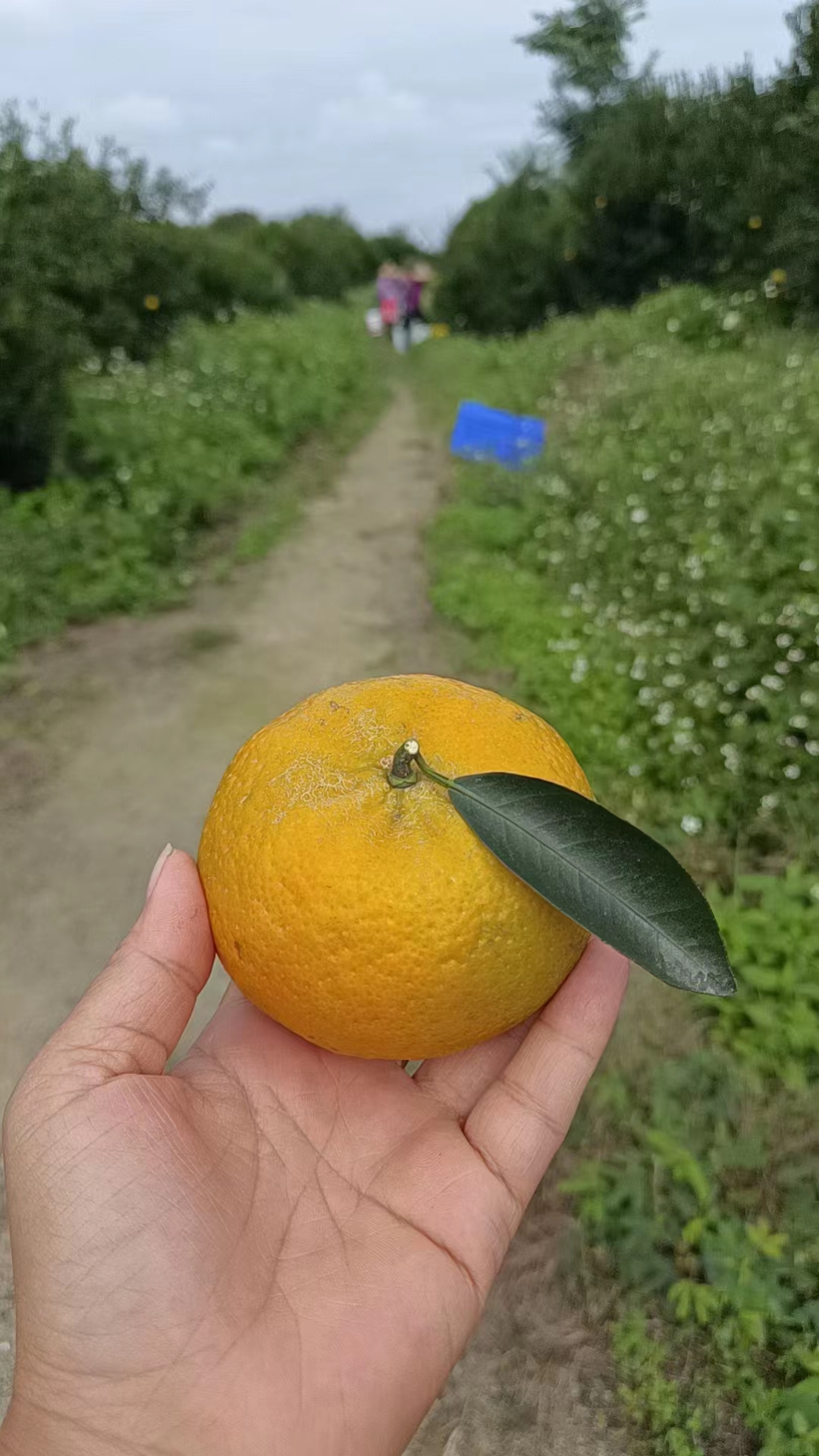 主体照片 8