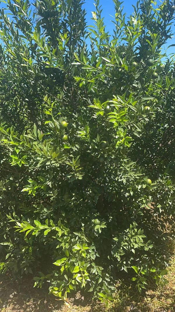 主体照片 6