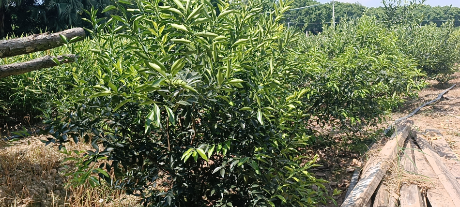 主体照片 4