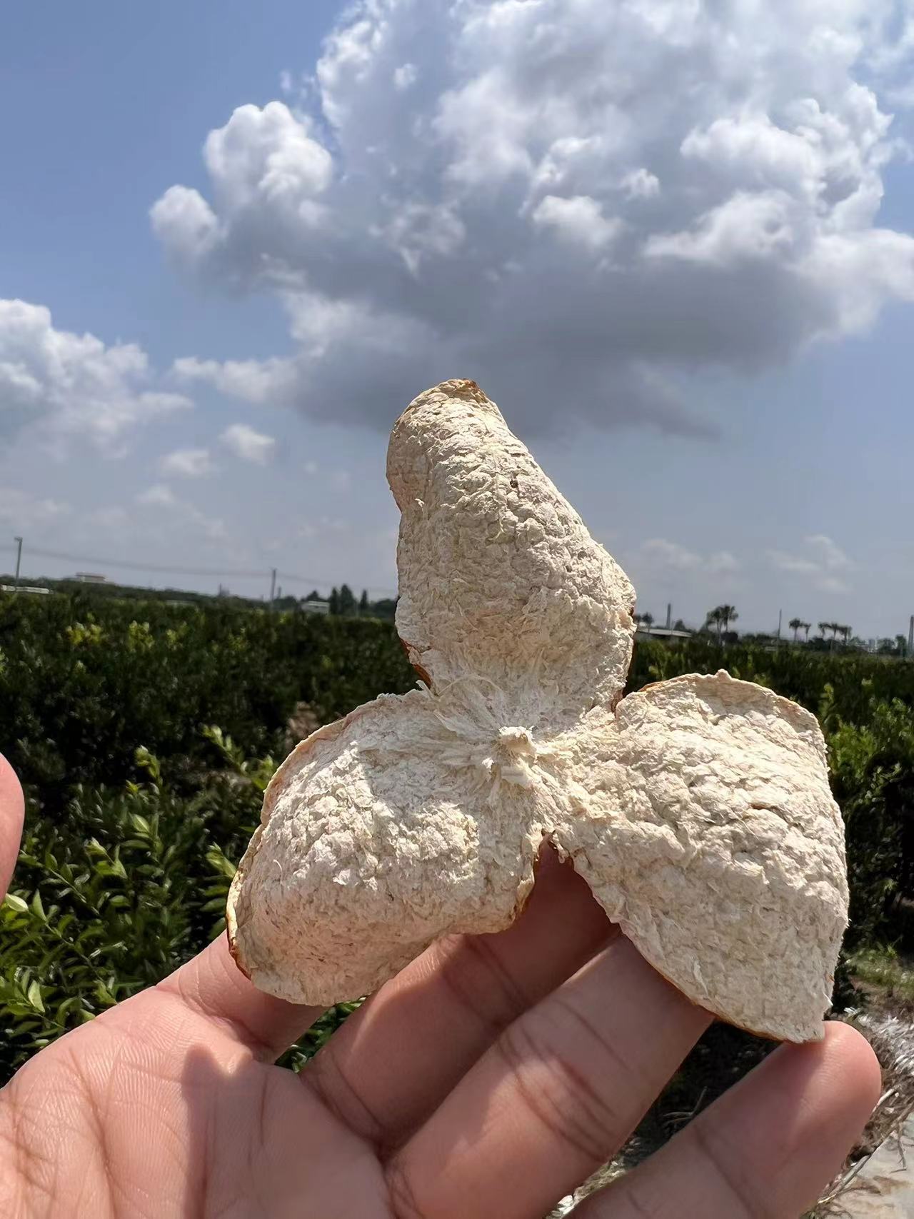 主体照片 9