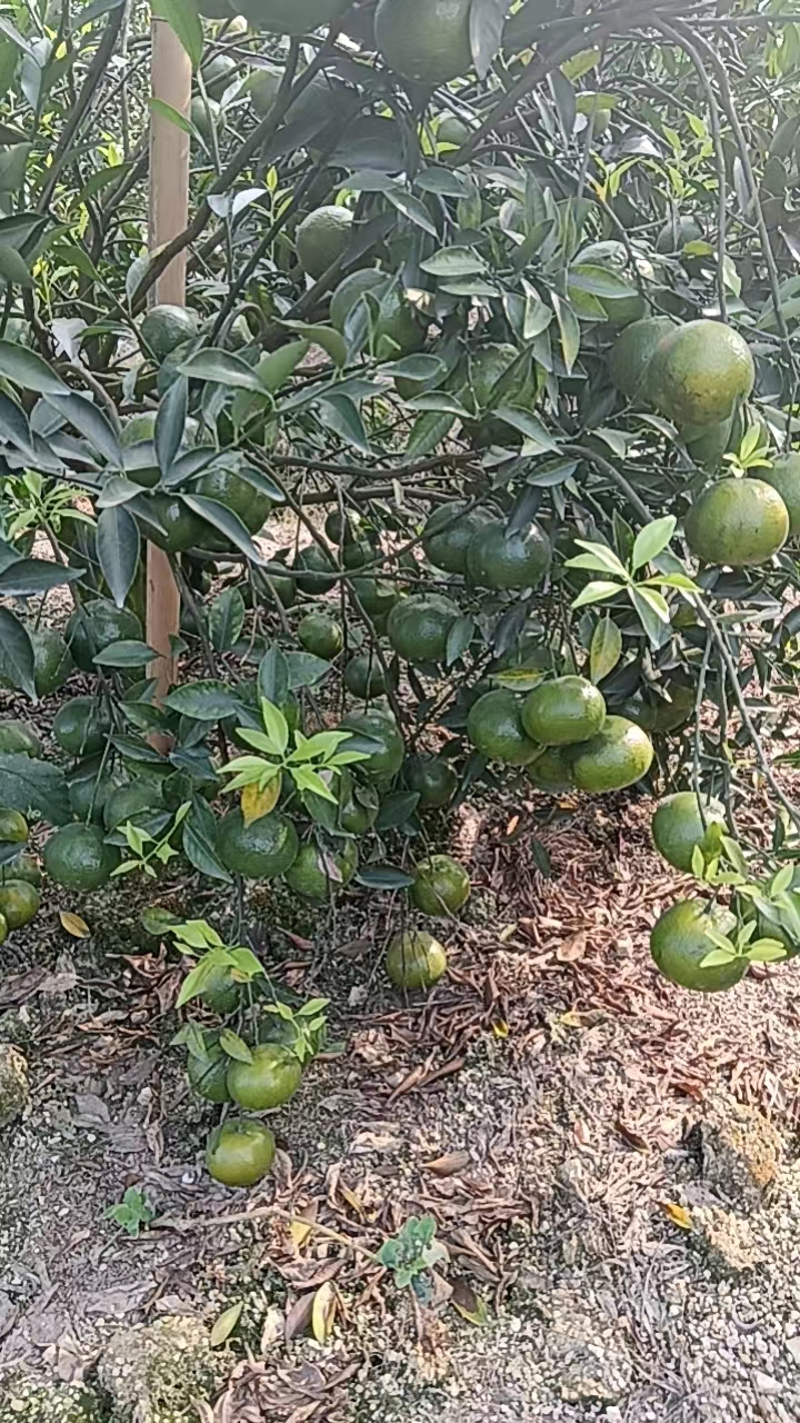 主体照片 5