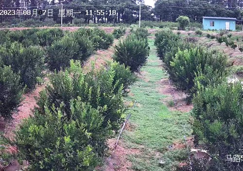 主体照片 4