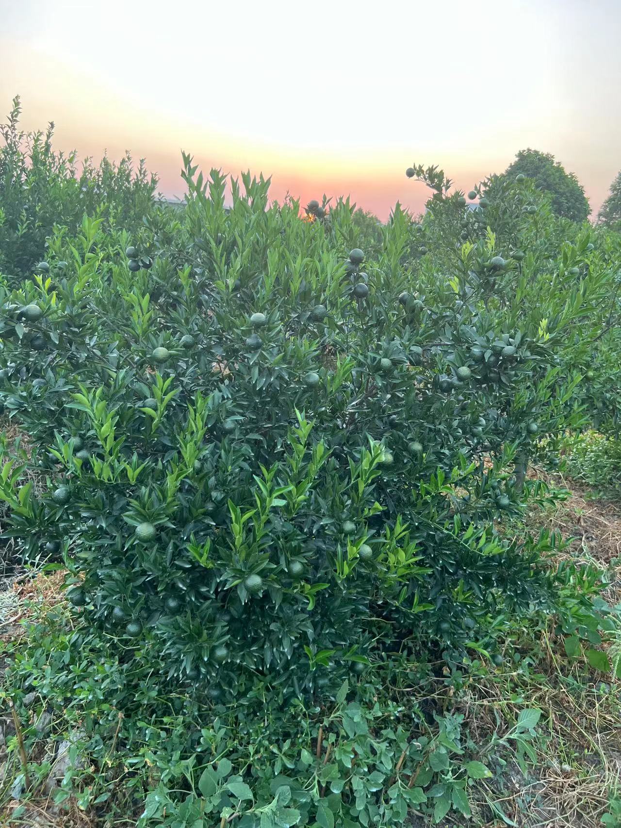 主体照片 8