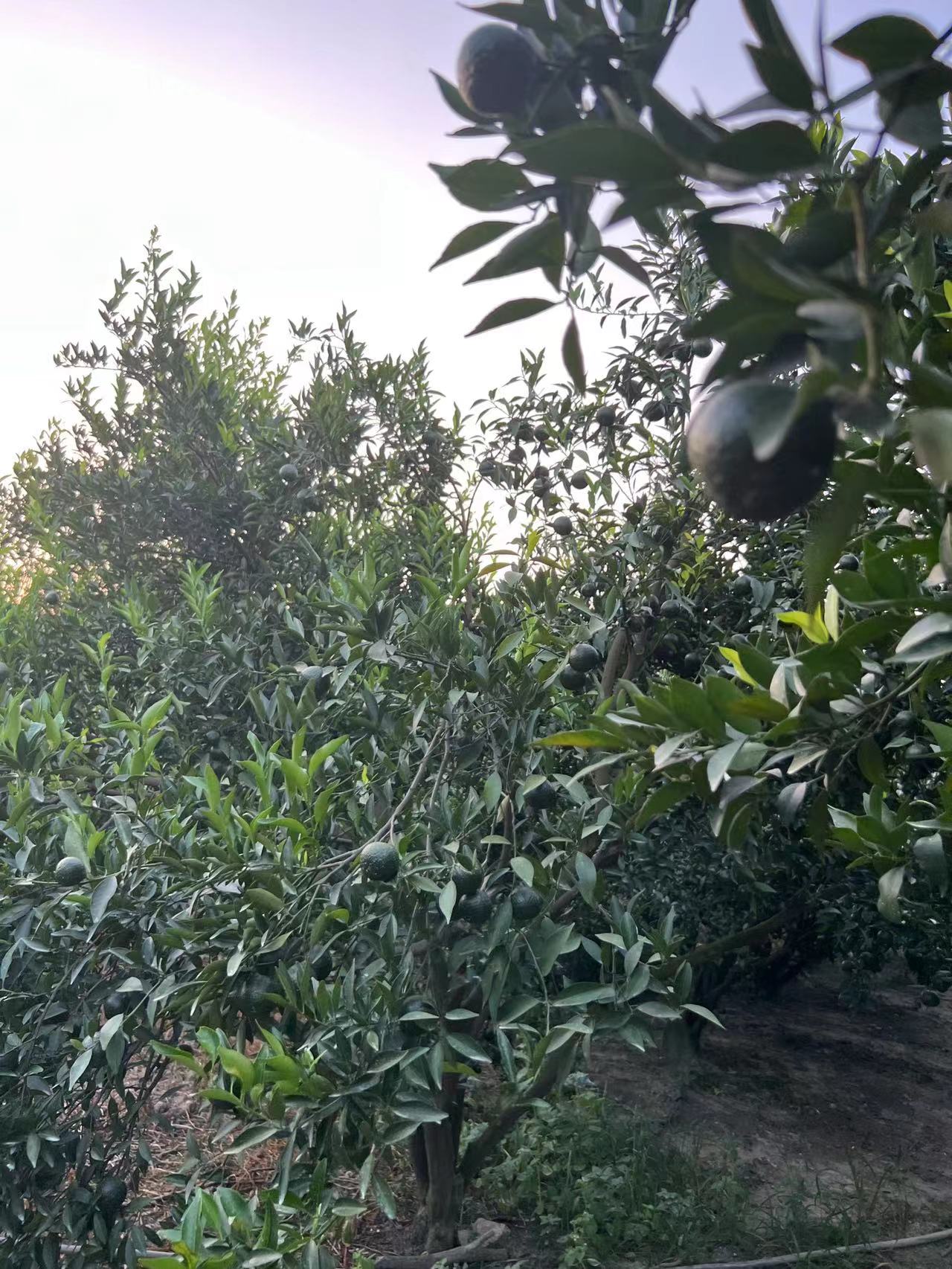 主体照片 9