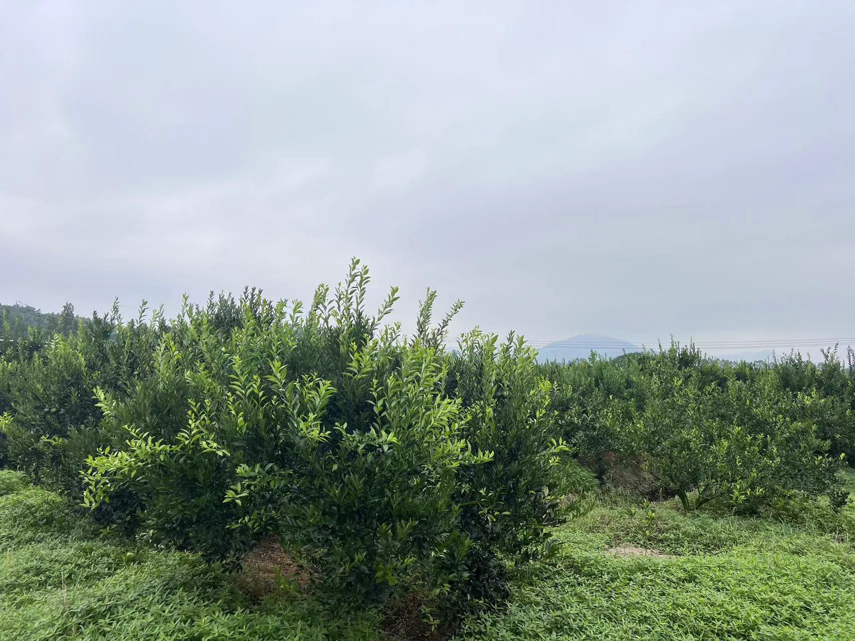 主体照片 4