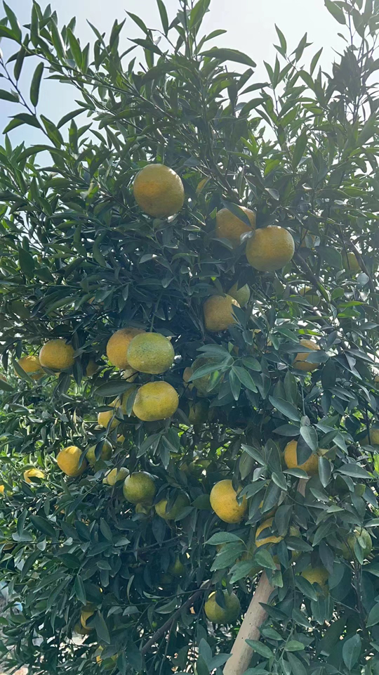 主体照片 5