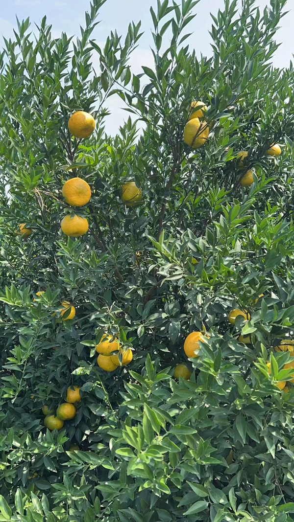 主体照片 6