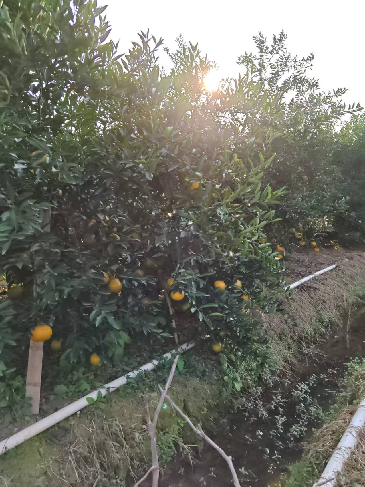 主体照片 6