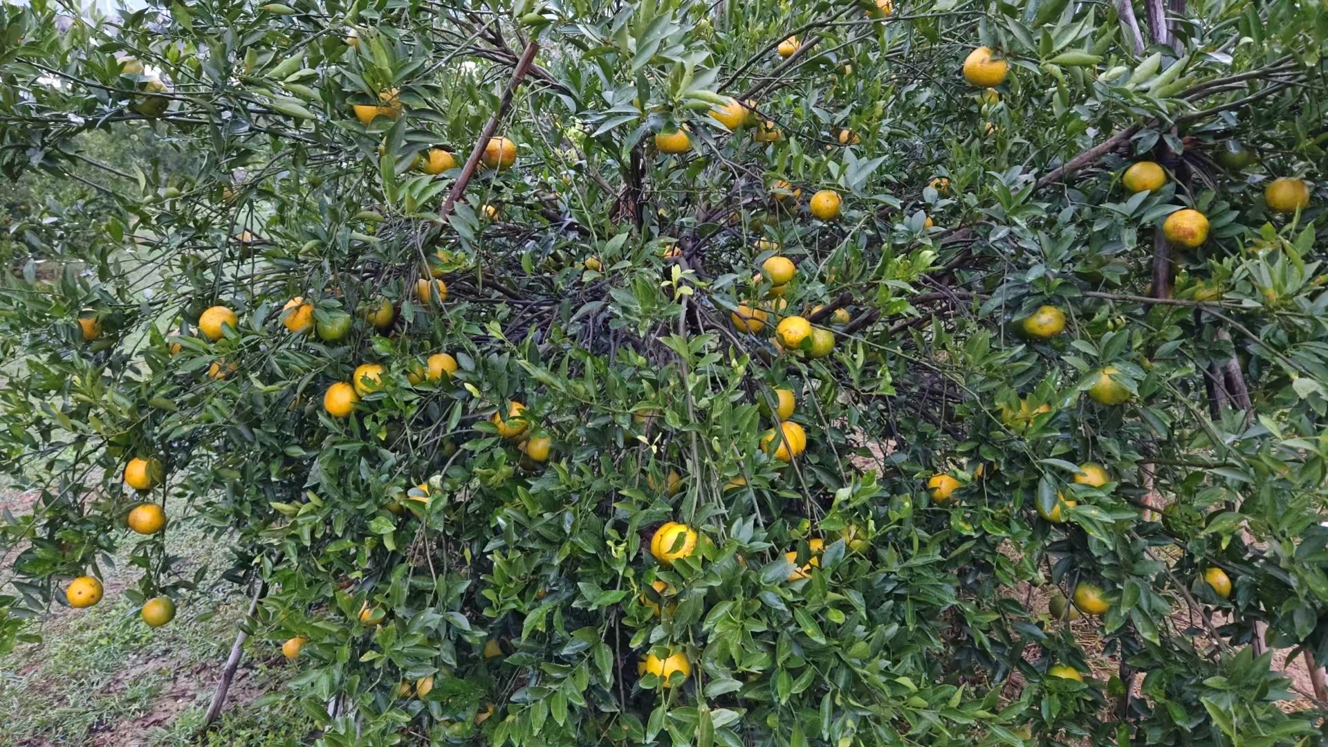 主体照片 7