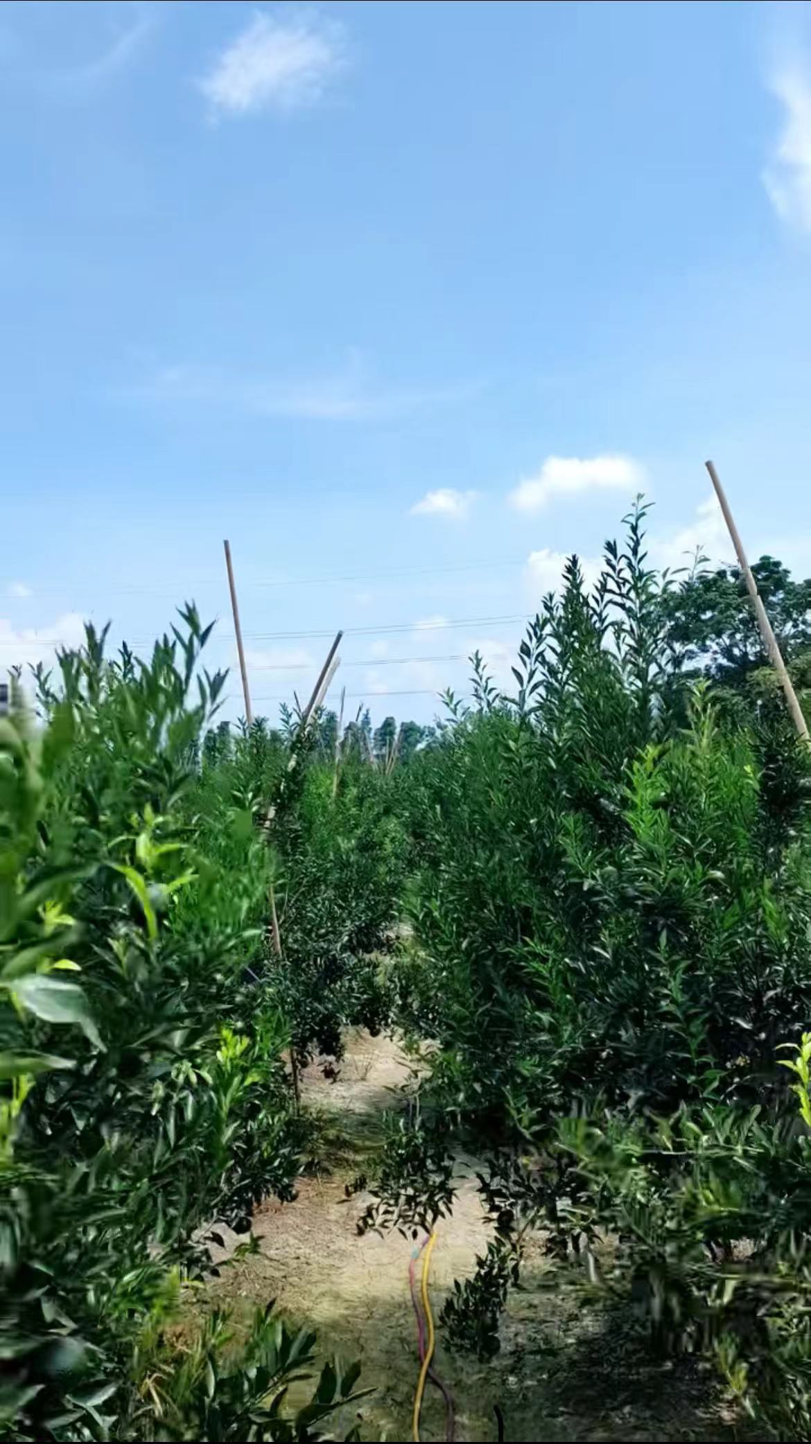主体照片 5
