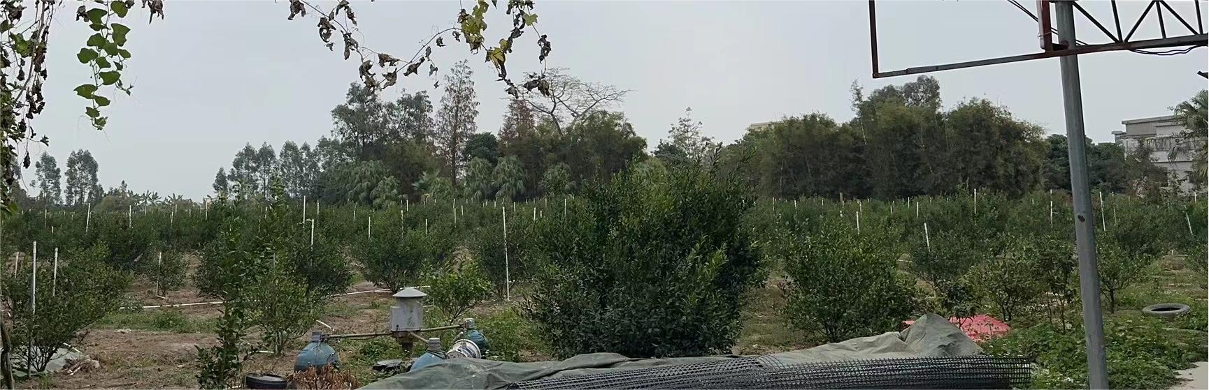 主体照片 4