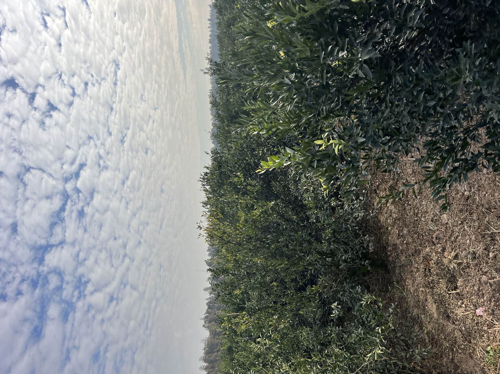 主体照片 6