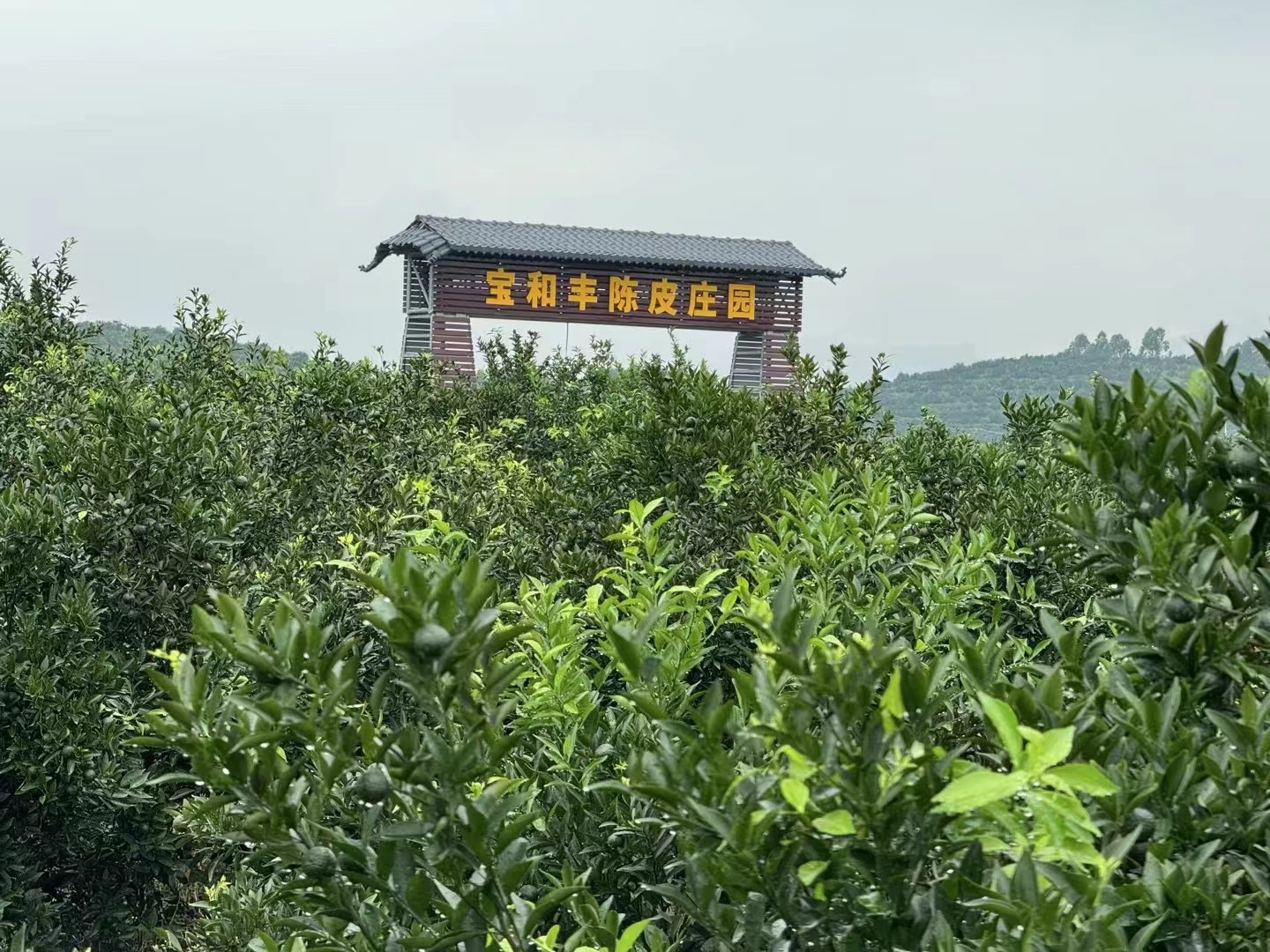 主体照片 4