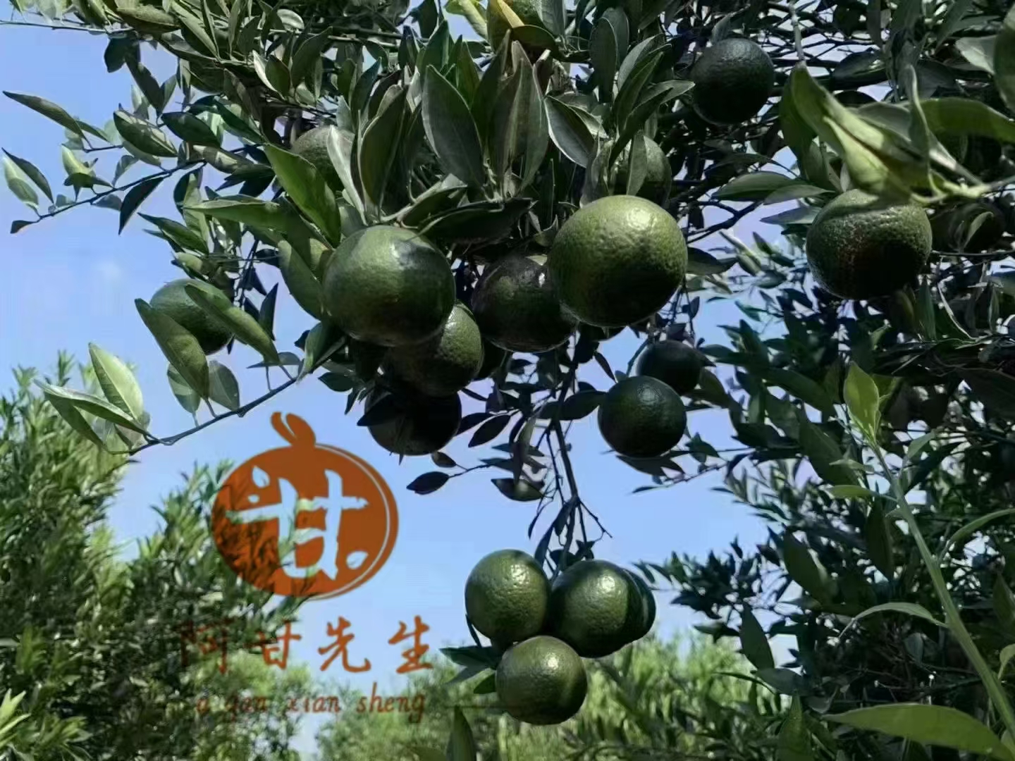 主体照片 6