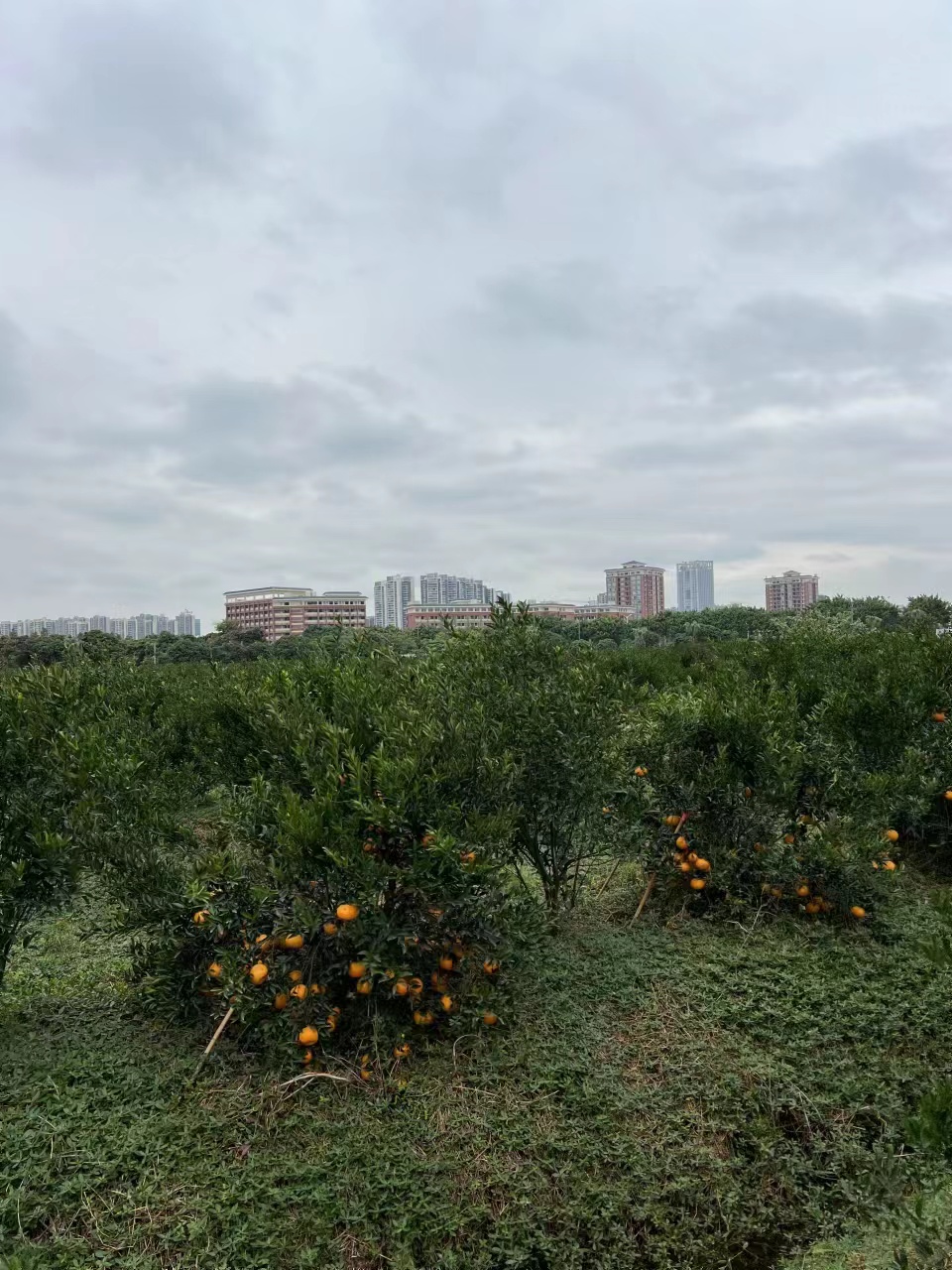 主体照片 4